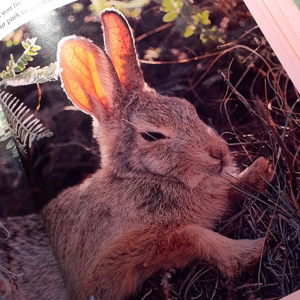 Child's Rabbit Book - Picture 6 of 7